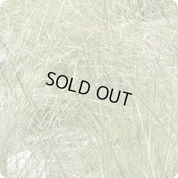 画像2: ウィンターレモングラスCymbopogon schoenanthus　Ｐ58販売終了 (2)