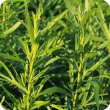 画像2: タラゴン Artemisia dracunculus　 [健草医学舎/Kenso（ケンソー）] (2)
