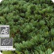 画像2: アトラスシダー Cedrus atlantica [プラナロム] (2)