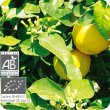 画像2: ベルガモット（果皮） Citrus aurantium ssp. bergamia (Ze)　 [プラナロム] (2)