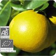画像2: グレープフルーツ（果皮） Citrus paradisii (Ze)　　[健草医学舎/Kenso（ケンソー）] (2)