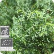 画像2: ジュニパー（葉枝） Juniperus communis　 [プラナロム] (2)