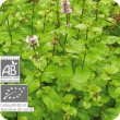 画像2: アルベンシスミント Mentha arvensis   [プラナロム] (2)