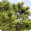 画像2: パイン Pinus pinaster (Aig)　 [プラナロム] (2)