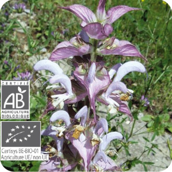 画像2: クラリーセージ Salvia sclarea　[健草医学舎/Kenso（ケンソー）] (2)