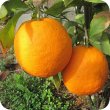 画像2: オレンジ・ビター（果皮） Citrus aurantium (Ze)　 [健草医学舎/Kenso（ケンソー)] (2)