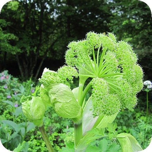 画像2: アンゼリカ（ルート） Angelica archangelica (Ra)　 [健草医学舎/Kenso（ケンソー）] (2)